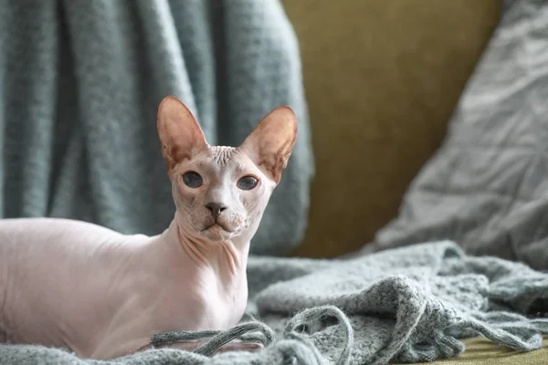 Funny Sphynx cat at home