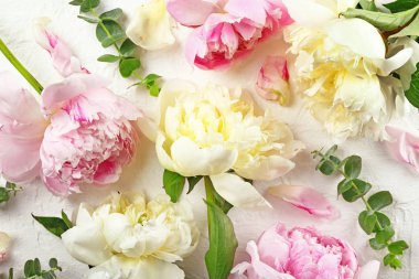 Beyaz arka planda güzel şakayık çiçekleri