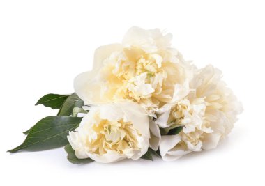 Beyaz arka planda güzel taze şakayık çiçekler