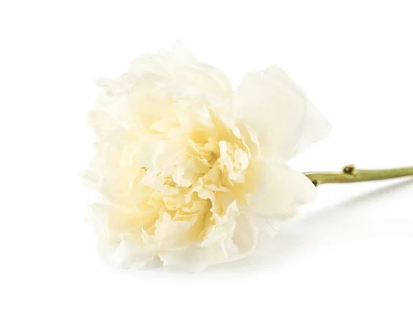 Bela flor de peônia fresca no fundo branco — Fotografia de Stock