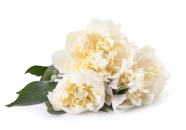 Lindas flores de peônia fresca no fundo branco — Fotografia de Stock