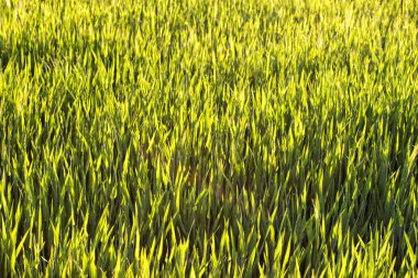 Bahar sabahı Çiy damlaları ile genç yeşil buğday