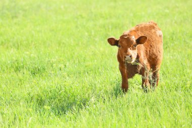 Yeşil çayır üzerinde genç boğa