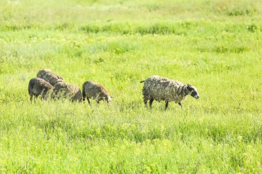 sevimli koyun yeşil çayır üzerinde