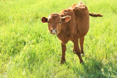 Yeşil çayır üzerinde sevimli buzağı