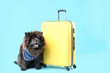 Renkli arka planda bavul ile sevimli Chow-Chow Köpek