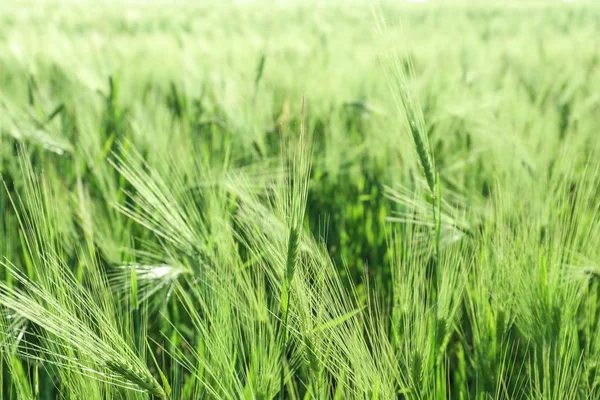 Green spikelets in wheat field — Stock Photo, Image