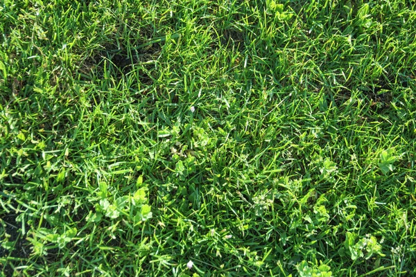 Rumput hijau pada hari musim semi — Stok Foto