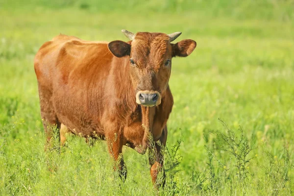 Toro joven en pradera verde — Foto de Stock