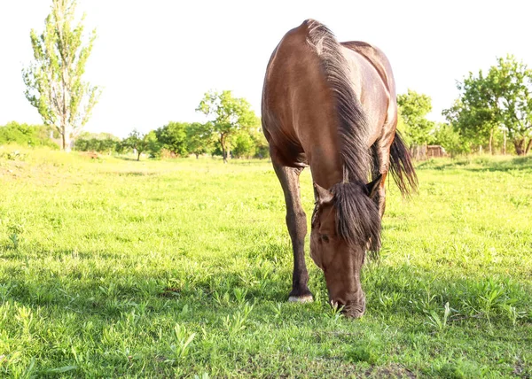 Cavalo castanho pastando no campo — Fotografia de Stock