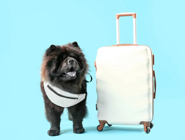 Schattig Chow-Chow hond met koffer op kleur achtergrond — Stockfoto