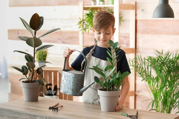 Cute little gardener with plants indoors — Stock Photo, Image
