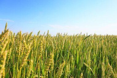 Yaz gününde genç buğday alanı