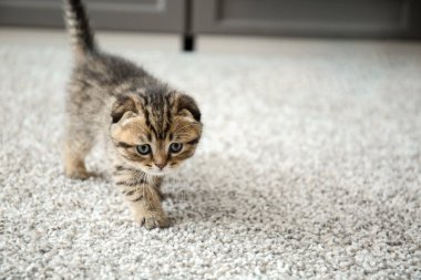 sevimli küçük yavru kedi evde