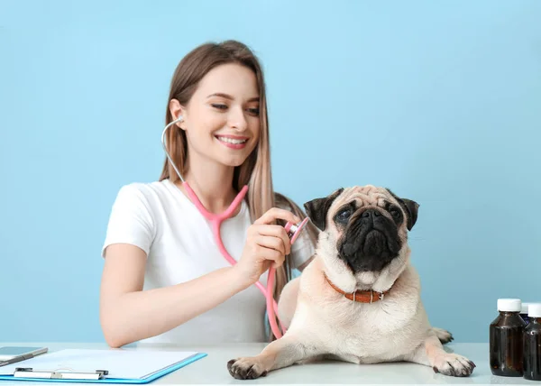 Veterinarian examining cute pug dog in clinic — Stock Photo, Image