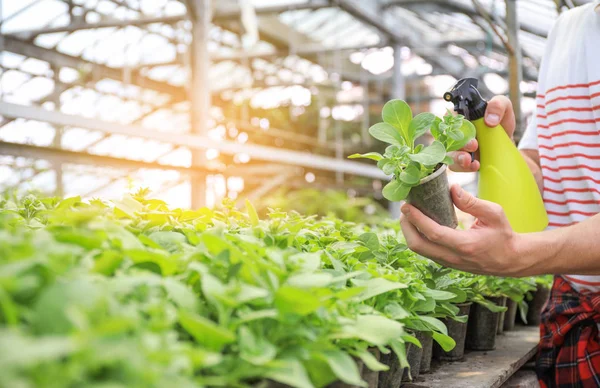 Male gardener working in greenhouse — Stock Photo, Image