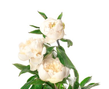 Beyaz arka planda güzel şakayık çiçekleri