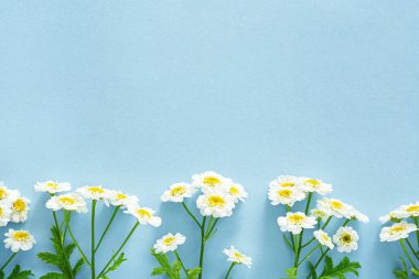 Renkli arkaplanda güzel papatya çiçekleri