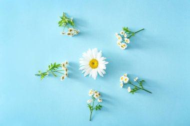 Renk arka plan üzerinde güzel papatya çiçeği ile kompozisyon