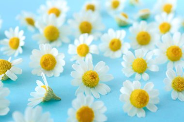 Renk arka planda çok güzel papatya çiçekleri