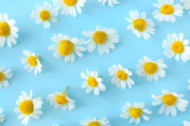 Renk arka planda çok güzel papatya çiçekleri