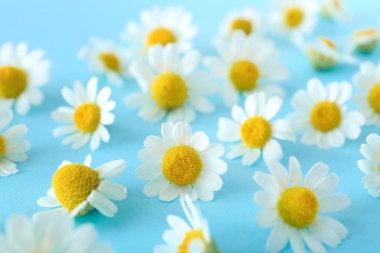 Renk arka planda çok güzel papatya çiçekleri