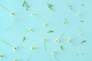 Renk arka planda çok güzel papatya çiçekleri