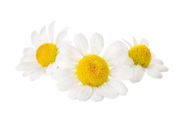 Beyaz arka planda güzel papatya çiçekleri