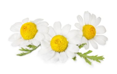 Beyaz arka planda güzel papatya çiçekleri