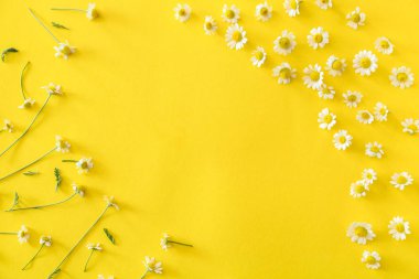 Renk arka planda çok güzel papatya çiçekleri