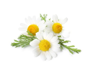 Beautiful chamomile flowers on white background clipart