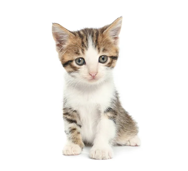 Schattig grappig kitten op witte achtergrond — Stockfoto