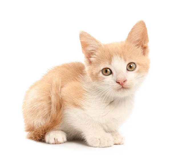 Beyaz arka planda sevimli komik kedi yavrusu — Stok fotoğraf