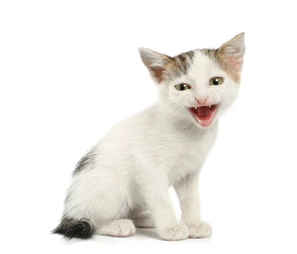 Schattig grappig kitten op witte achtergrond — Stockfoto