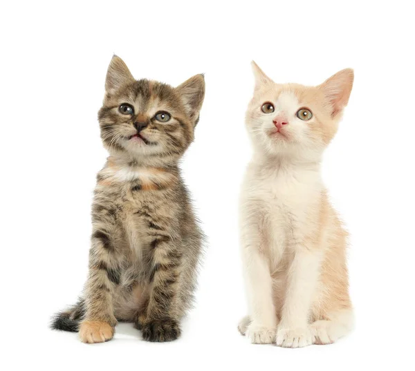 Nette lustige Kätzchen auf weißem Hintergrund — Stockfoto