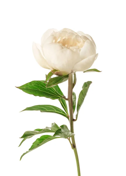 Bela flor de peônia no fundo branco — Fotografia de Stock