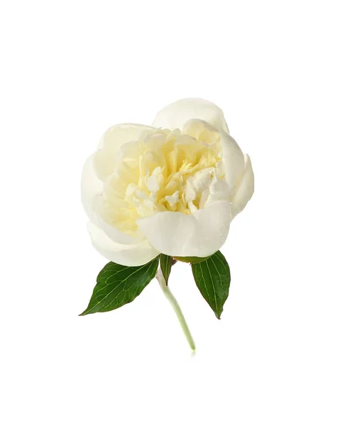 Beautiful peony flower on white background — Stock Photo, Image