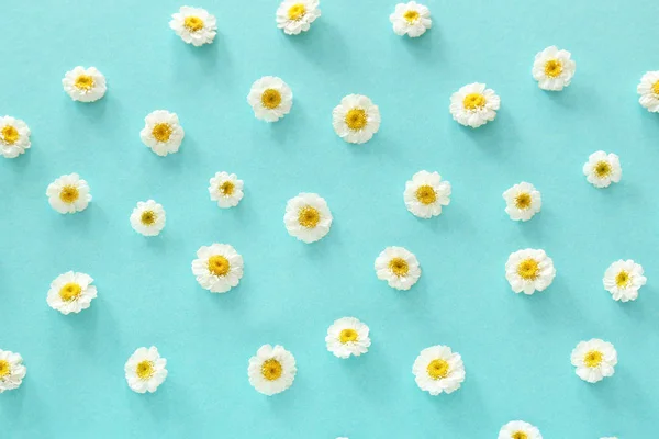 Viele Kamillenblüten auf farbigem Hintergrund — Stockfoto
