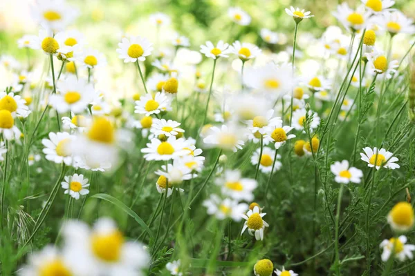 Many beautiful chamomiles in field — Stock Photo, Image