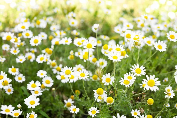 Many beautiful chamomiles in field — Stock Photo, Image