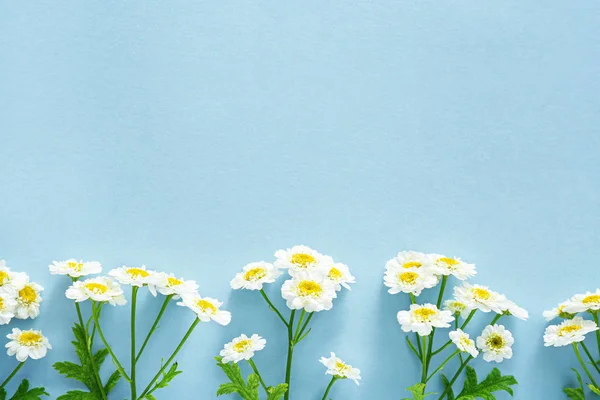 Beautiful chamomile flowers on color background — Stock Photo, Image