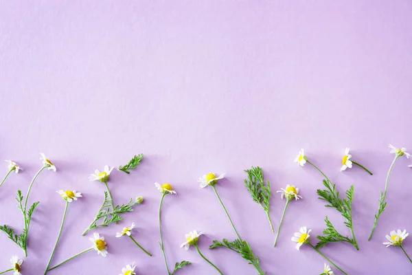 Beautiful chamomile flowers on color background — Stock Photo, Image
