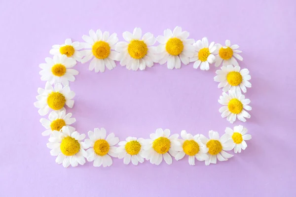 Frame made of chamomile flowers on color background — Stock Photo, Image