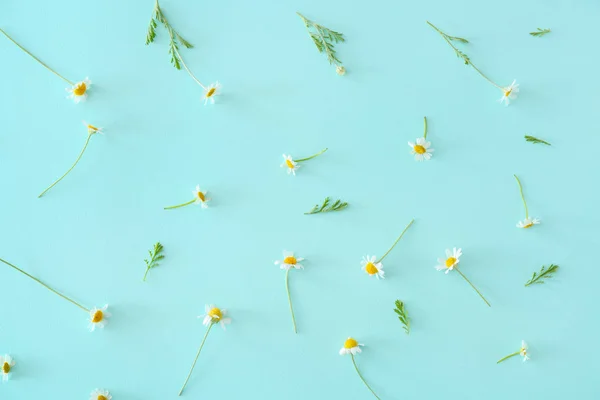 Many beautiful chamomile flowers on color background — Stock Photo, Image