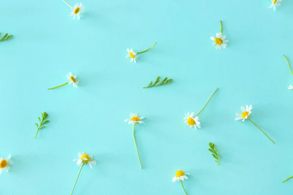 Many beautiful chamomile flowers on color background — Stock Photo, Image