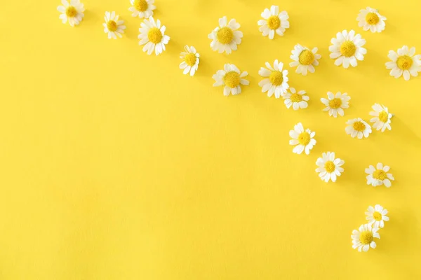 Viele schöne Kamillenblüten auf farbigem Hintergrund — Stockfoto