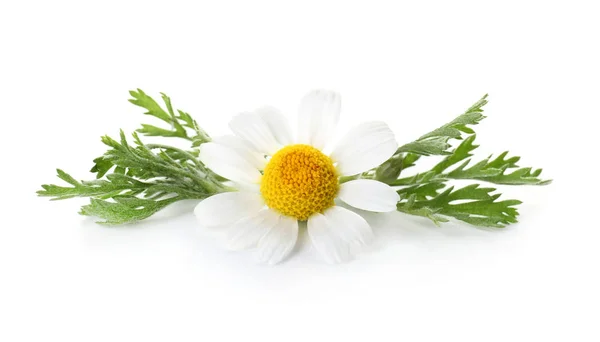 Schöne Kamillenblüte auf weißem Hintergrund — Stockfoto
