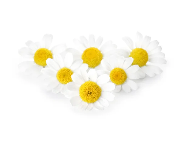 Beautiful chamomile flowers on white background — Stock Photo, Image