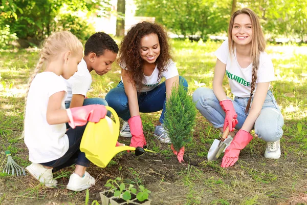 Volunteers planting tree in park — Stock Photo, Image