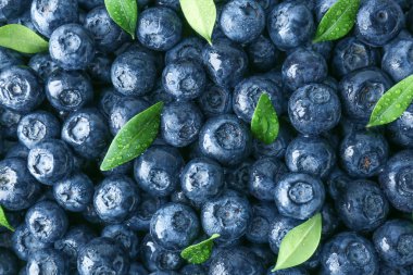 Arka plan olarak birçok olgun yaban mersini